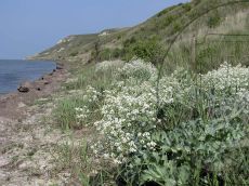 Crambe-maritima_цветение